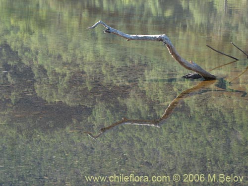 Image of a wooden branch protruding from water, Caburga lake.